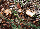 Hebeloma crustuliniforme image