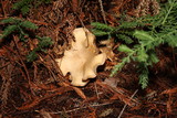 Hebeloma crustuliniforme image