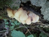 Hohenbuehelia angustata image