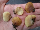 Hohenbuehelia angustata image