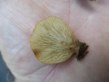 Hohenbuehelia angustata image