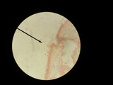Hohenbuehelia angustata image
