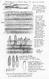 Acanthophysellum lividocoeruleum image