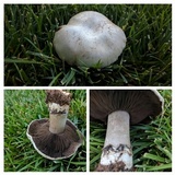 Agaricus bitorquis image