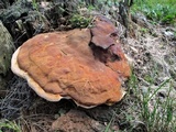 Ganoderma sessile image