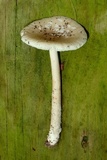 Amanita sect. Vaginatae image