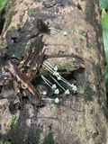 Mycena chloroxantha image