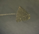 Mycena chloroxantha image