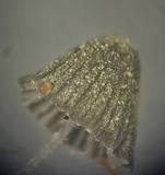Mycena chloroxantha image