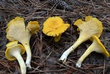 Cantharellus phasmatis image