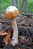 Amanita roseitincta image