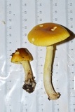 Amanita banningiana image