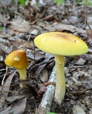 Amanita banningiana image