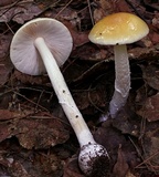 Amanita praecox image
