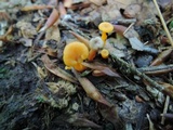 Cantharellus minor image