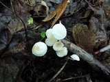 Resinomycena rhododendri image