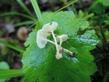 Resinomycena rhododendri image