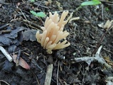 Clavaria fumosa image