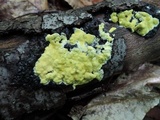 Trichoderma sulphureum image