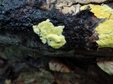 Trichoderma sulphureum image
