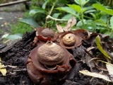Geastrum triplex image
