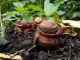Geastrum triplex image
