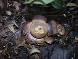 Geastrum triplex image