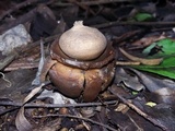 Geastrum triplex image