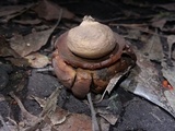 Geastrum triplex image