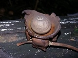 Geastrum triplex image