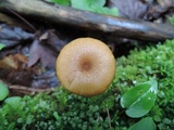 Entoloma formosum image