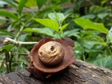 Geastrum triplex image
