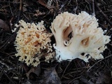 Ramaria formosa image