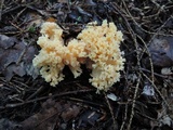Ramaria formosa image