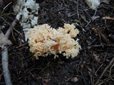 Ramaria formosa image