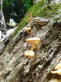 Lentinus swartzii image