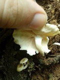 Lentinus swartzii image