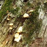 Lentinus swartzii image