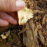 Lentinus swartzii image