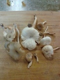 Lentinus swartzii image