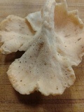 Lentinus swartzii image