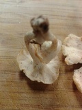 Lentinus swartzii image