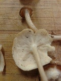 Lentinus swartzii image
