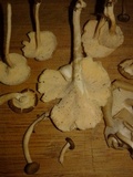 Lentinus swartzii image