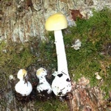 Amanita praecox image