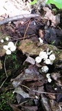 Marasmius capillaris image