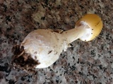 Amanita praecox image