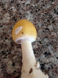 Amanita praecox image