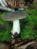 Megacollybia subfurfuracea image