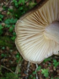 Megacollybia subfurfuracea image